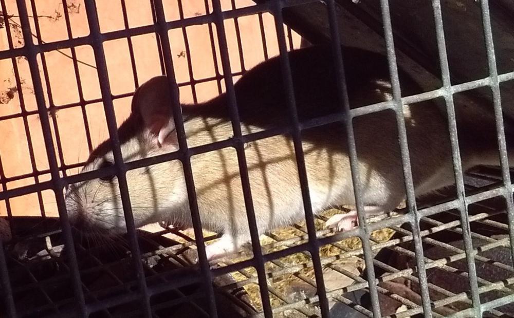 packrat1.thumb.JPG.a16eb486abf48056f03ef287c430a68e.JPG