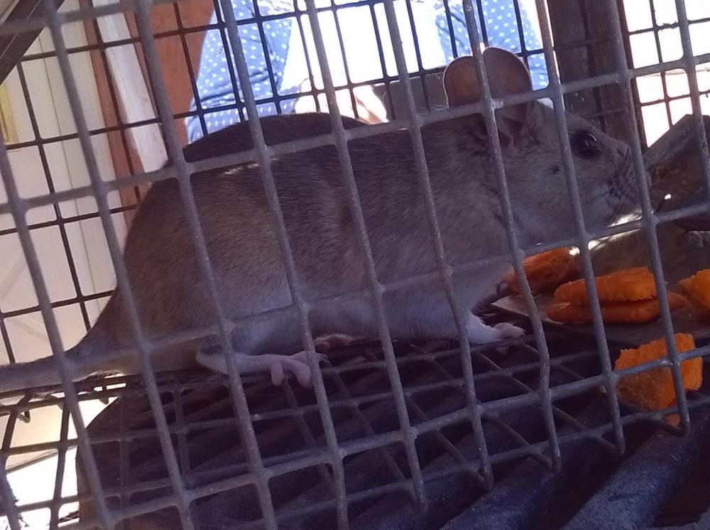 packrat2.thumb.JPG.f26d3e324c989ac78fedb9727b5facb2.JPG