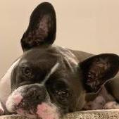 Tuna